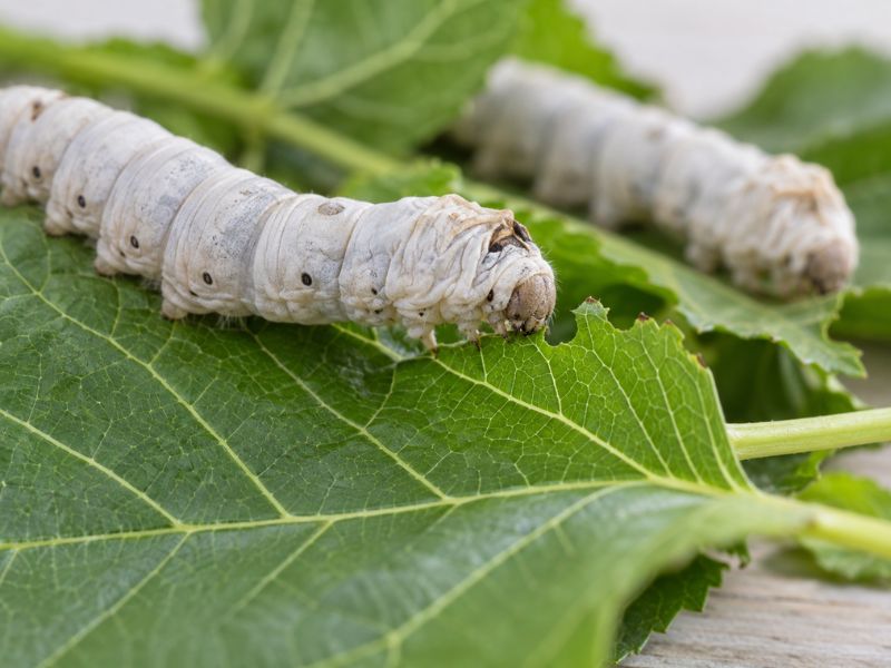 Silkworms feeding on fresh white mulberry leaves to produce fine mulberry silk thread.