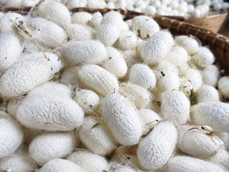 Harvested silkworm cocoons ready for silk reeling process